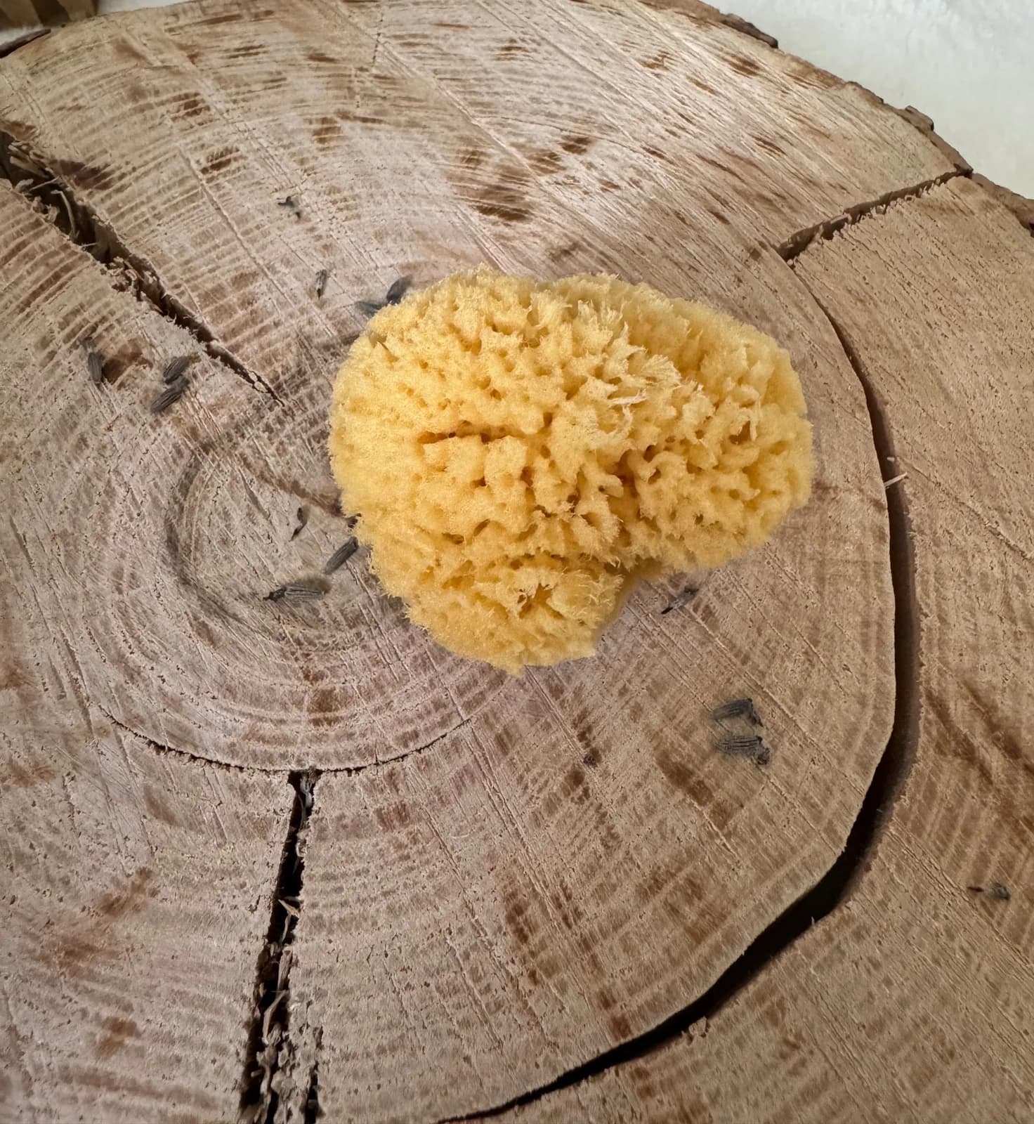 Mineral Sea Sponge